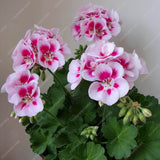 Exotic Geranium Bonsai Seeds Flower Perennial Flower Seeds Pelargonium Pelt