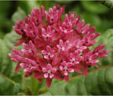 Flower seeds Bonsai seeds Asclepias purpurascens Purple Milkweed (Monarch H