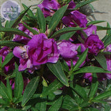 BELLFARM Purple Balsam Perennial Flower Seeds, 20 seeds, original pack, cou