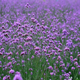 Willow Verbena seeds, wedding photography, landscaping, planting seasons co