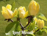 Rare Chinese Yellow River Magnolia Flower Tree Plant Seeds, 10Seeds/Pack, L
