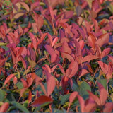 New Home Garden Plant  Photinia Fraseri Frasery Serrulata Red Robin Tipluoh