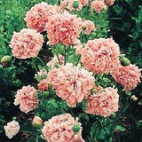 Flower seeds bonsai Peony Seeds   Pale Rose  DOUBLE PEONY POPPY Papaver Flo