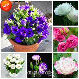 New Seeds 2017!7 Colors Eustoma Seeds Perennial Flowering Plants Potted Flo