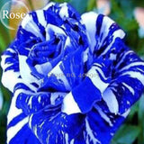 Rare Mixed 3 Types of Heirloom Rose Shrubs, 50 Seeds, blue brown dark red c