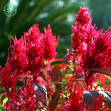 Flower seeds  Celosia Seeds, Cockscomb PND tail on seeds indoor plants flow