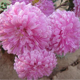 Flower seed Chinese Aster seeds (Callistephus) give you a garden full of br