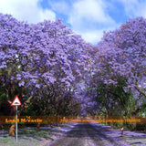 Worlds Fastest Growing 100 seeds/Pack, Paulownia Princess Tree Blue Flowers