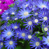 Free Shipping 50 Blue Daisy,Blue Cineraria easiest growing flower,hardy pla