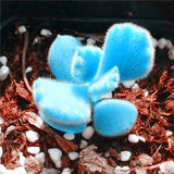 Hot sale!Promotion 200pcs/bag rare mini blue lithops seeds succulent seeds