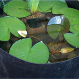 flower seeds Bonsai Lotus/water lily flower/Bowl   Pond Lotus seeds/Light G