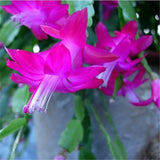 Easy planting balcony patio potted Flower seeds,Zygocactus truncatus,Schlum