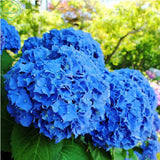 bonsai hydrangea Flower seed hydrangea seeds. Garden Beauty and fragrance o