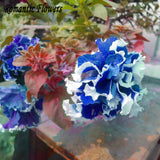 Free Shipping 50 Particle/Bag  Petunia Petals Blue With White Side Garden H