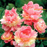 Flower Seeds, Very Beautiful China's Peony Seeds, 5 Seeds/Pack, Open Wings