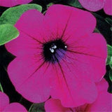 Easy planting balcony patio potted Flower seeds, purple hanging petunia see