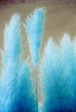 New Rare Impressive blue Pampas Grass Seeds Ornamental home garden Plants F