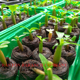 RANTON GARDEN 5 PCS "DOUBLE YELLOW" Adenium Obesum seeds quality Desert Ros