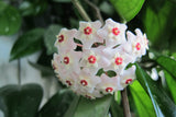 hoya seeds, potted seed, hoya carnosa flower seed Garden plants, perennial