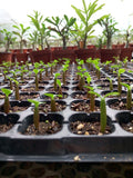 New arrive High quality  30pcs per pack "MoungKud" Adenium obesum Seeds Rar