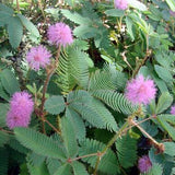 1 original pack 30pcs Bashfulgrass Seeds, interesting flower seed Mimosa pu