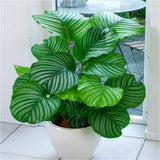 New Arrival Sale 100 Pcs / Bag Calathea Seeds Potted Bonsai Flower Seeds In