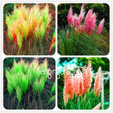 New Seeds 2017! 200 Seeds/Bag Pampas Grass Cortaderia Seeds Are Very Beauti