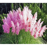 Heirloom Seeds Rare variety of colors Pampas Grass Seeds Ornamental Plant F