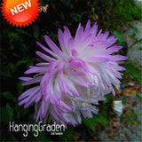 New Arrival!100 Seed/pack White Purple Callistephus Chinensis Flower Seeds