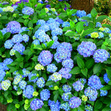 New Arrival!50 pcs/bag rare Giant Vanilla Strawberry Hydrangea Flower Seeds