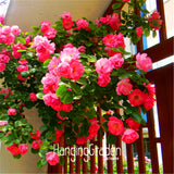 Big Sale! 100seeds/Bag Colorful Rosa Rose Chinensis Flower Seeds, 22 kinds