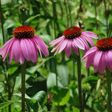 Echinacea Seed Rare "Double" Of Perennial Echinacea , 50 Seeds / Bag , Ha C