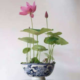 lotus seeds, bowl lotus water lily seeds rare Aquatic flower plant seed for