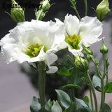 White Eustoma Seeds Perennial Flowering Plants Balcony Potted Flowers Seeds