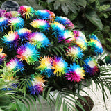 BELLFARM Cute Rainbow Chrysanthemum Livingstone China Aster Seeds, 100 Seed