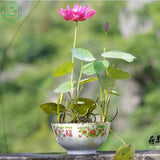 Bonsai Aquatic plants potted flower seed bowl lotus seeds garden decoration