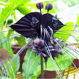 Black Tiger Shall Orchid Flowers Seeds,Rare Flower Orchid Seed For Garden &