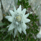 Imported seed,20seeds/lot Edelweiss (Leontopodium alpinum)seed flower seed