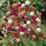 Higro Mix Gomphrena Globe Amaranth Flowers, 30 Seeds, cut flowers E3576-in