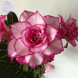 BELLFARM Adenium Whitish Light Pink Flowers with rose red edge seeds, 2 see