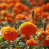 Marigold seeds bonsai flowers seeds Calendula Pot Marigold  Mix colors 50se