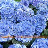 'Nikko Blue' Hydrangea Flower Seeds, 10 Seeds/Pack, Very Beautiful Long las