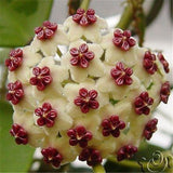 hoya seeds, potted seed, hoya carnosa flower seed Garden plants, perennial