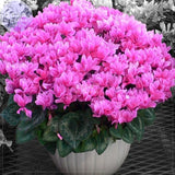 BELLFARM Cyclamen Perennial Flower Seeds, 3 seeds, professional pack, mixed