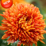 Big Sale!Fireworks Shape Orange Chrysanthemum Flower Seeds Softcover Bonsai