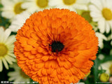 flowers  seeds One hundred days grass 30 Zinnia Seeds, indoor plants flower