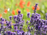 Heirloom 50 Provence Lavender Lavandula Garden Common Lavendar Blue Purple