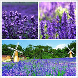 Lavender Seeds Lavandula Officinalis Garden Flower Medicinal Plant Quality