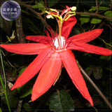 BELLFARM Passiflora coccinea Red Passion Flower Seeds, 30 seeds, profession