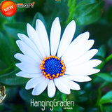 Big Sale!White Osteospermum Seeds Potted Flowering Plants Blue Daisy Flower